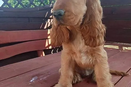 Sprzedam Cocker spaniel angielski, Kujawsko-pomorskie, Bytoń