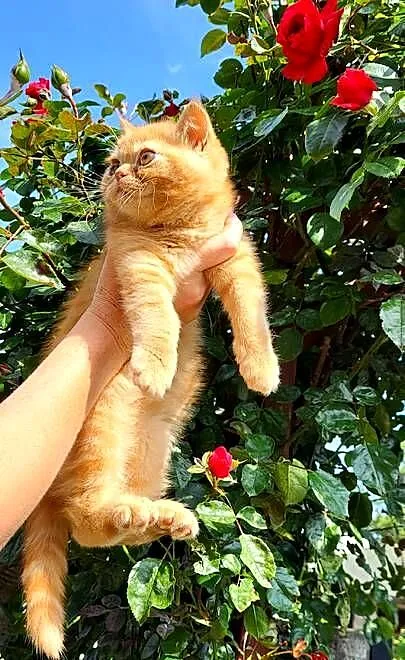 Kot egzotyczny rudy typowy Garfield pers krótkowłosy, Małopolskie, Tuchów