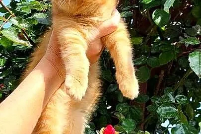 Kot egzotyczny rudy typowy Garfield pers krótkowłosy, Małopolskie, Tuchów