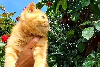 Kot egzotyczny rudy typowy Garfield pers krótkowłosy, Małopolskie, Tuchów
