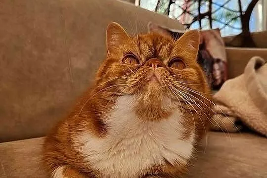 Kot egzotyczny rudy typowy Garfield pers krótkowłosy, Małopolskie, Tuchów