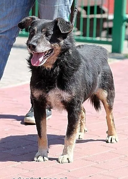 AZOR - niby zwykły kundel do adopcji