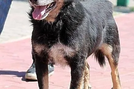 AZOR - niby zwykły kundel do adopcji