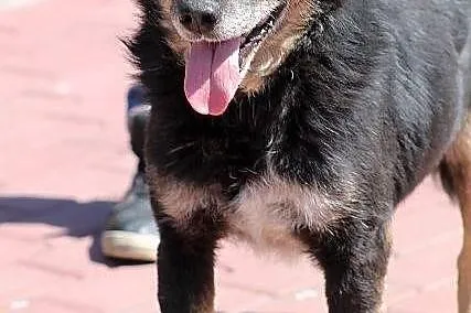 AZOR - niby zwykły kundel do adopcji