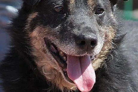 AZOR - niby zwykły kundel do adopcji