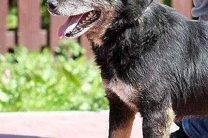 AZOR - niby zwykły kundel do adopcji