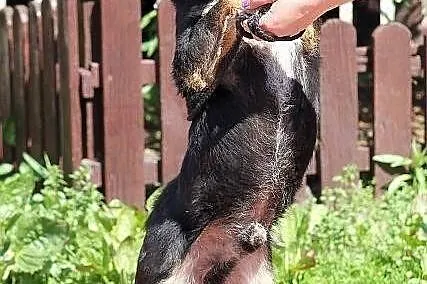 AZOR - niby zwykły kundel do adopcji