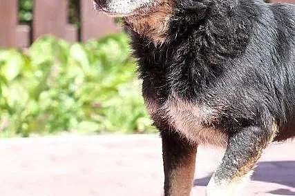 AZOR - niby zwykły kundel do adopcji