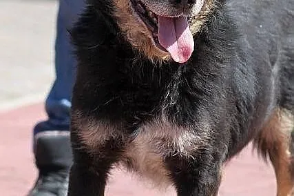 AZOR - niby zwykły kundel do adopcji