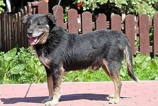 AZOR - niby zwykły kundel do adopcji