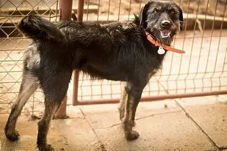 Przyjazna, karna Migotka, cudowna sunia do adopcji