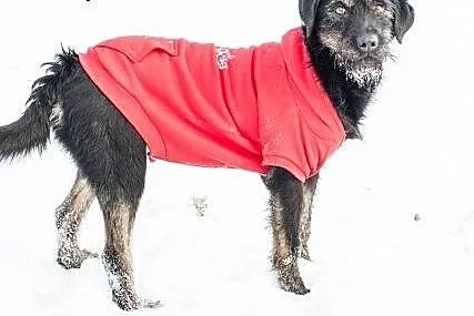 Przyjazna, karna Migotka, cudowna sunia do adopcji