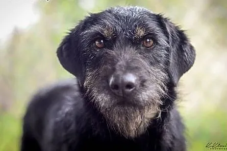 Przyjazna, karna Migotka, cudowna sunia do adopcji