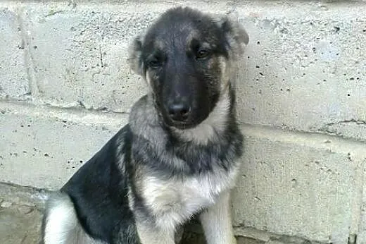 Mix owczarka 3-4 miesiace,adopcja!!,  świętokrzysk