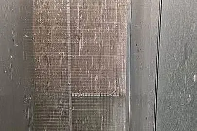 Aleksandretty obrożne lęgowe i młode opal głowa ogon, Wielkopolskie, Rawicz