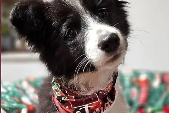 Border Collie Suczka 5 miesięcy. Wyjątkowa socjalizacja. Dogoterapia