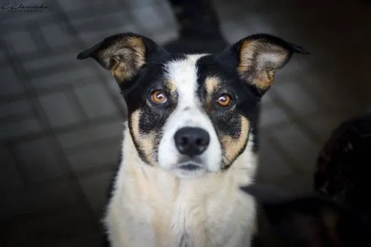 Pepsi - całe życie w schronisku, super sunia do adopcji  TO JUŻ 11 LAT W SCHRONISKU...Pepsi trafiła, , Warszawa