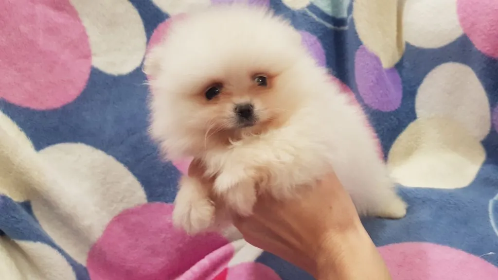 Piękny puchaty szpic miniaturowy pomeranian piesek biały, , Płońsk
