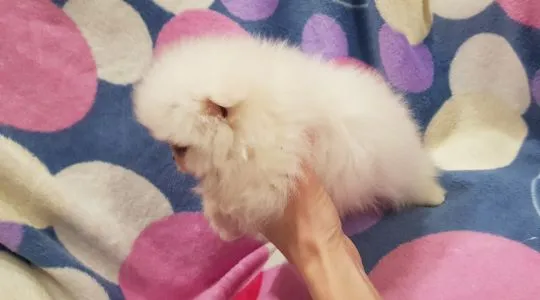 Piękny puchaty szpic miniaturowy pomeranian  piesek biały, , Płońsk