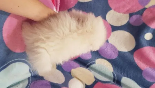 Piękny puchaty szpic miniaturowy pomeranian  piesek biały, , Płońsk