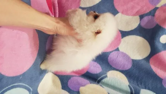 Piękny puchaty szpic miniaturowy pomeranian  piesek biały, , Płońsk