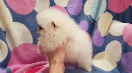 Piękny puchaty szpic miniaturowy pomeranian  piesek biały, , Płońsk
