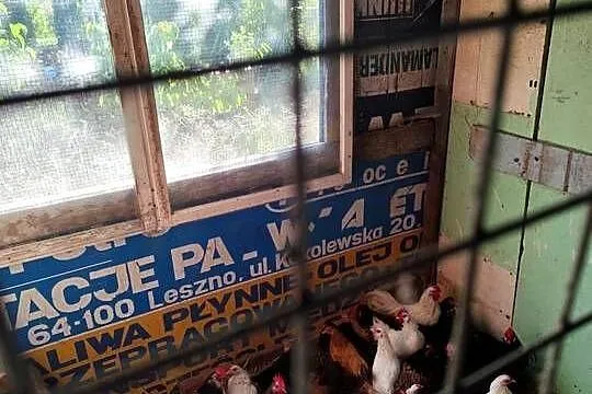 Cwergi kurki białe 6szt dostępnych, Wielkopolskie, Kościan
