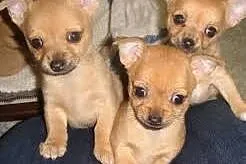 Maly chihuahua puppy