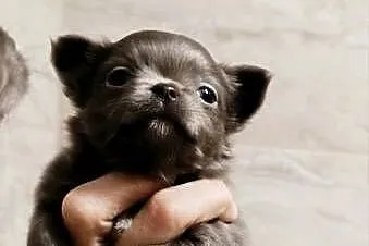 Chihuahau liliowa