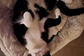 Roczny kocurek kot szuka domu