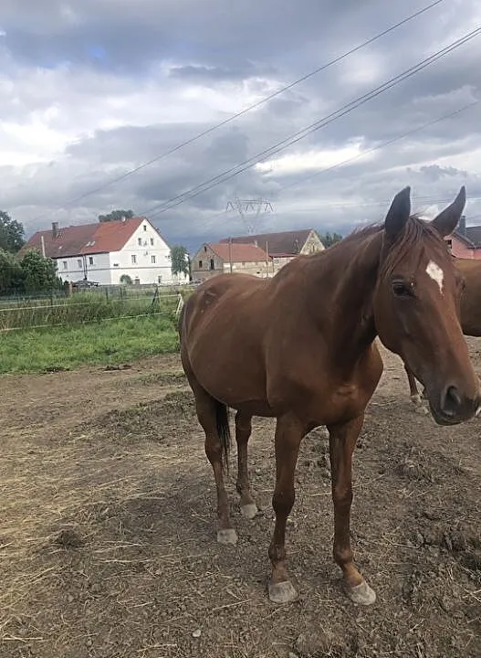 Sprzedam klacz, ,