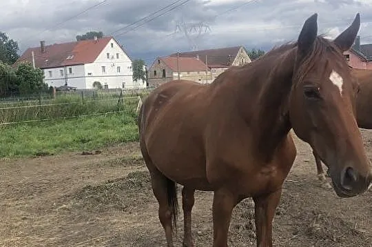 Sprzedam klacz, , 