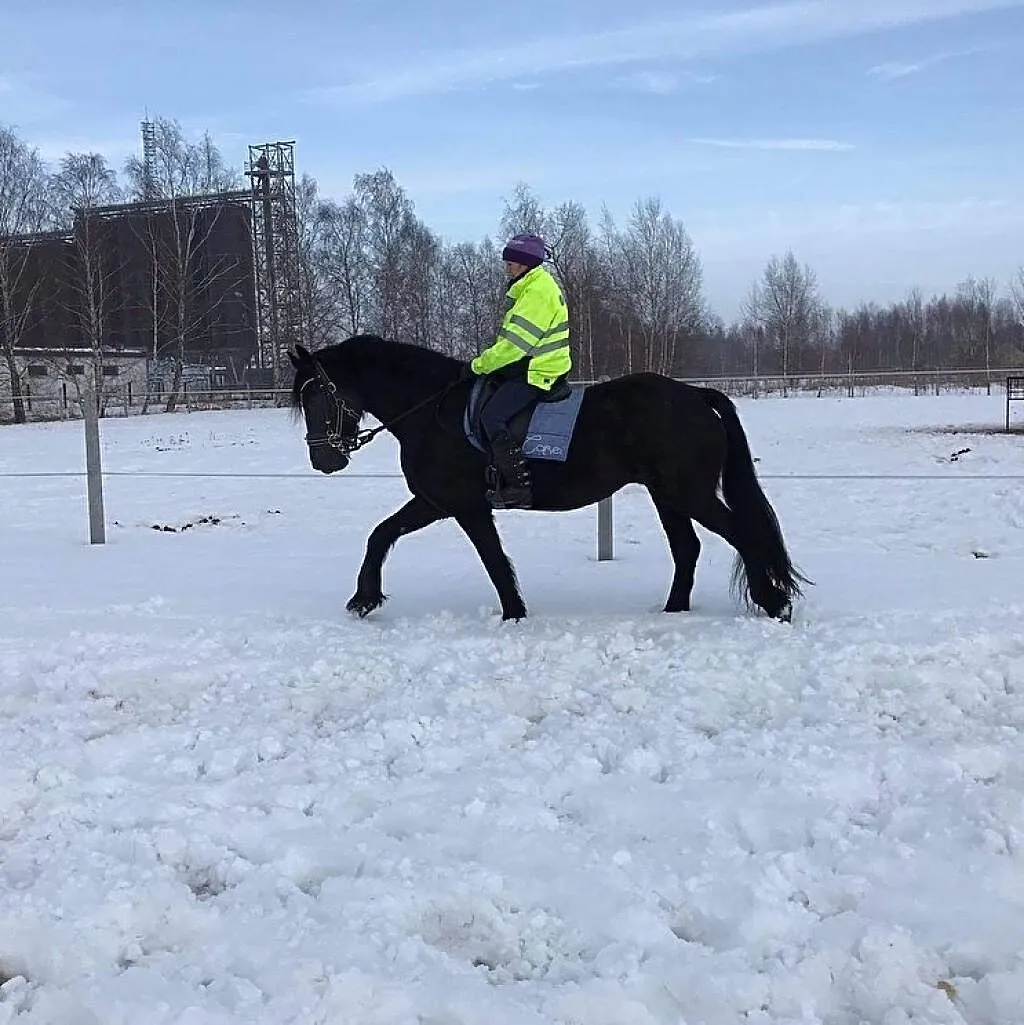 Klacz fryzyjska, ,