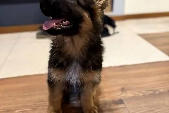 Szczeniak suczki Owczarek Niemiecki, Śląskie, Rybnik