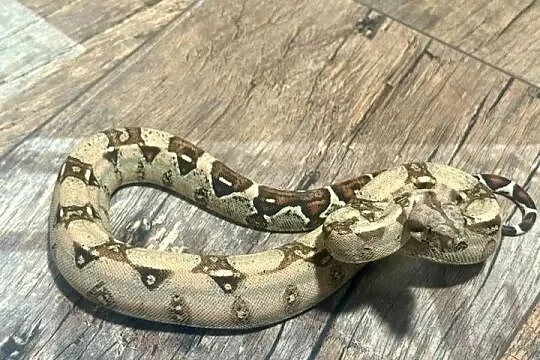Wąż Boa Imperator
