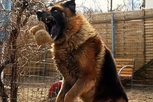 Wolf - wspaniały pies ,  mazowieckie Nowy Dwór Maz