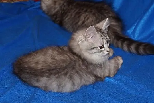 Syberyjska koteczka-Bakopa