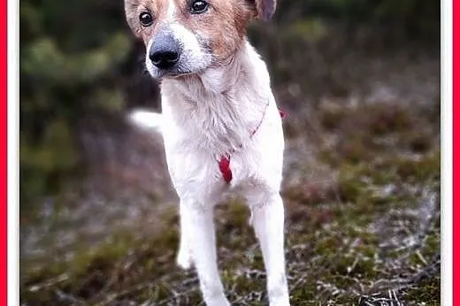 13kg,średni,starszy,łagodny,domowy,szczepiony piesek. BODY.ADOPCJA,  wielkopolskie Poznań, Wielkopolskie, Poznań