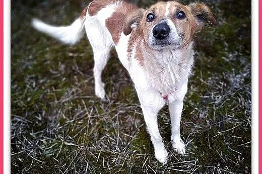 13kg,średni,starszy,łagodny,domowy,szczepiony piesek. BODY.ADOPCJA,  wielkopolskie Poznań, Wielkopolskie, Poznań