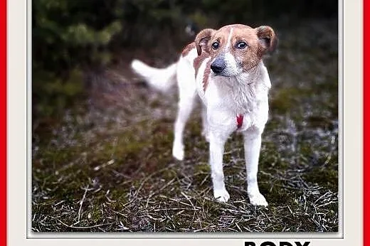 13kg,średni,starszy,łagodny,domowy,szczepiony piesek. BODY.ADOPCJA,  wielkopolskie Poznań, Wielkopolskie, Poznań