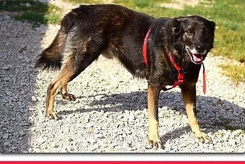 Średni, wilczasty,łagodny,przekochany,szczepiony psiak OLIWIER.Adopcja,  mazowieckie Warszawa, Mazowieckie, Warszawa