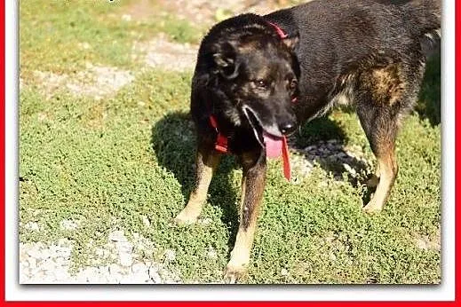 Średni, wilczasty,łagodny,przekochany,szczepiony psiak OLIWIER.Adopcja,  mazowieckie Warszawa, Mazowieckie, Warszawa