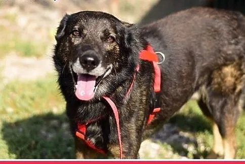 Średni, wilczasty,łagodny,przekochany,szczepiony psiak OLIWIER.Adopcja,  mazowieckie Warszawa, Mazowieckie, Warszawa