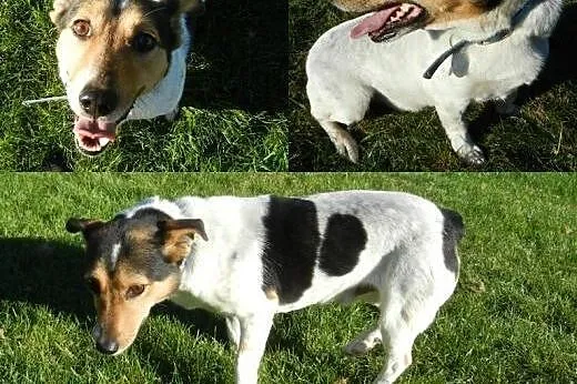 piesek szuka domu....,,,  Pozostałe rasy cała Polska