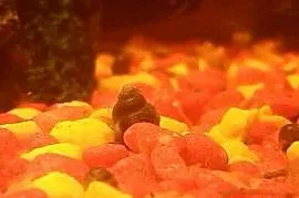 ślimaki akwariowe, Leśna