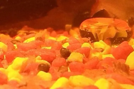 ślimaki akwariowe