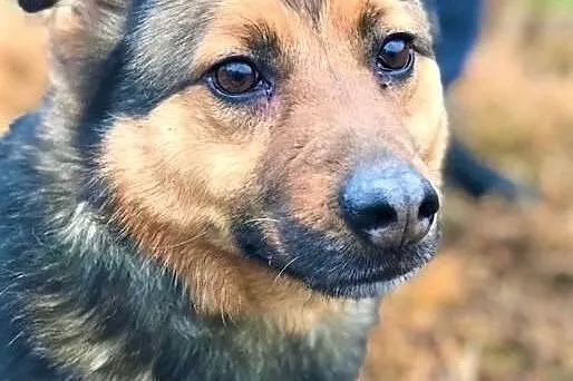 MISIEK - fajny, 4-letni psiak uratowany z łańcucha, Kraków