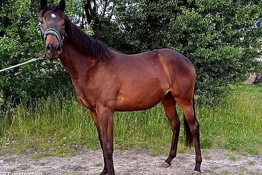 Klacz pełnej krwi angielskiej, Śląskie, Wieszowa