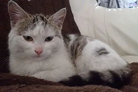 Punia 5 mies. spokojna koteczka do adopcji,  mazow