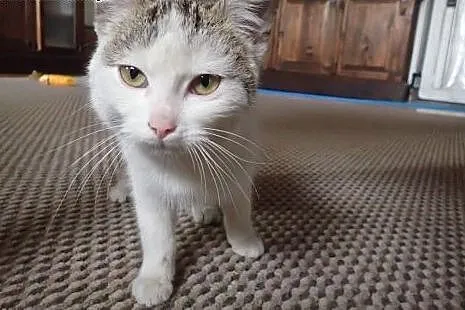 Punia 5 mies. spokojna koteczka do adopcji,  mazow